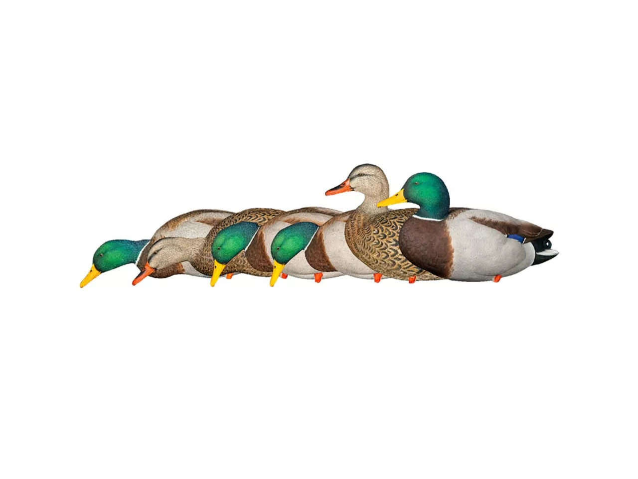 Avian-X Top Flight Full Body Mallard Duck Decoy Set 6 Pack